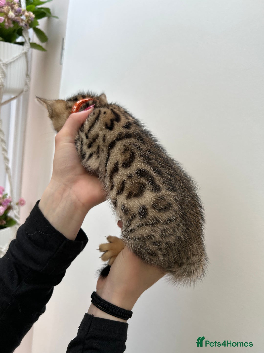 Bengal cats for sale: GORGEOUS PURE BENGAL KITTENS READY TO GO ❤️ - Image 3