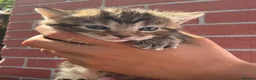 Mixed Breed cats for sale: Kittens  - Advert 16