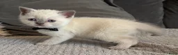 British Shorthair cats for sale: British shorthair colourpoint kittens  - Advert 7
