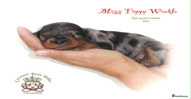Cavapoo dogs - Advert 13