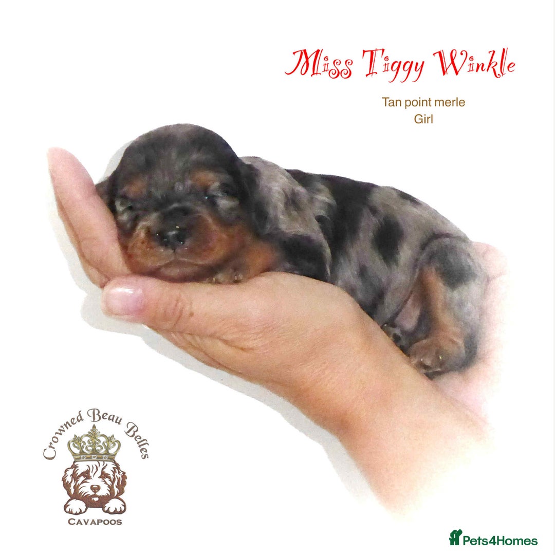Cavapoo dogs for sale: Beautiful F1 Cavapoo Puppies - Image 3