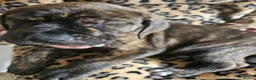 Mixed Breed dogs for sale: Bullmastiff cross puppies - Advert 13