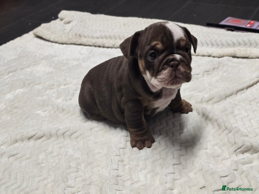 English Bulldog dogs for sale: ✨ English Bulldog Puppies Exceptional Bloodlines ✨ - Advert 8