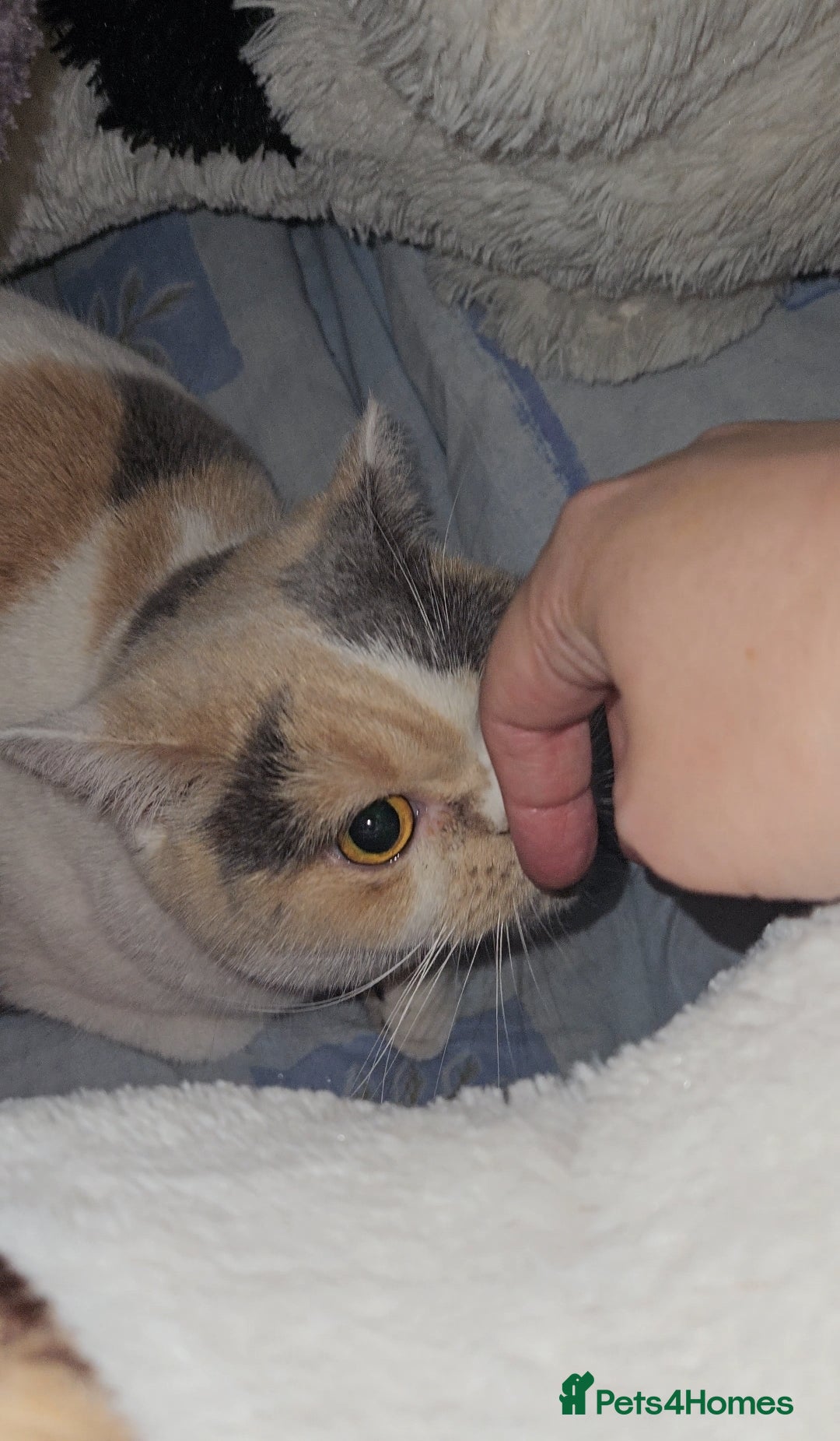 British Shorthair cats for sale: BRITISH SHORTHAIR/BRITISH LONGHAIR SISTERS  - Image 2