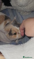 British Shorthair cats - Advert 6
