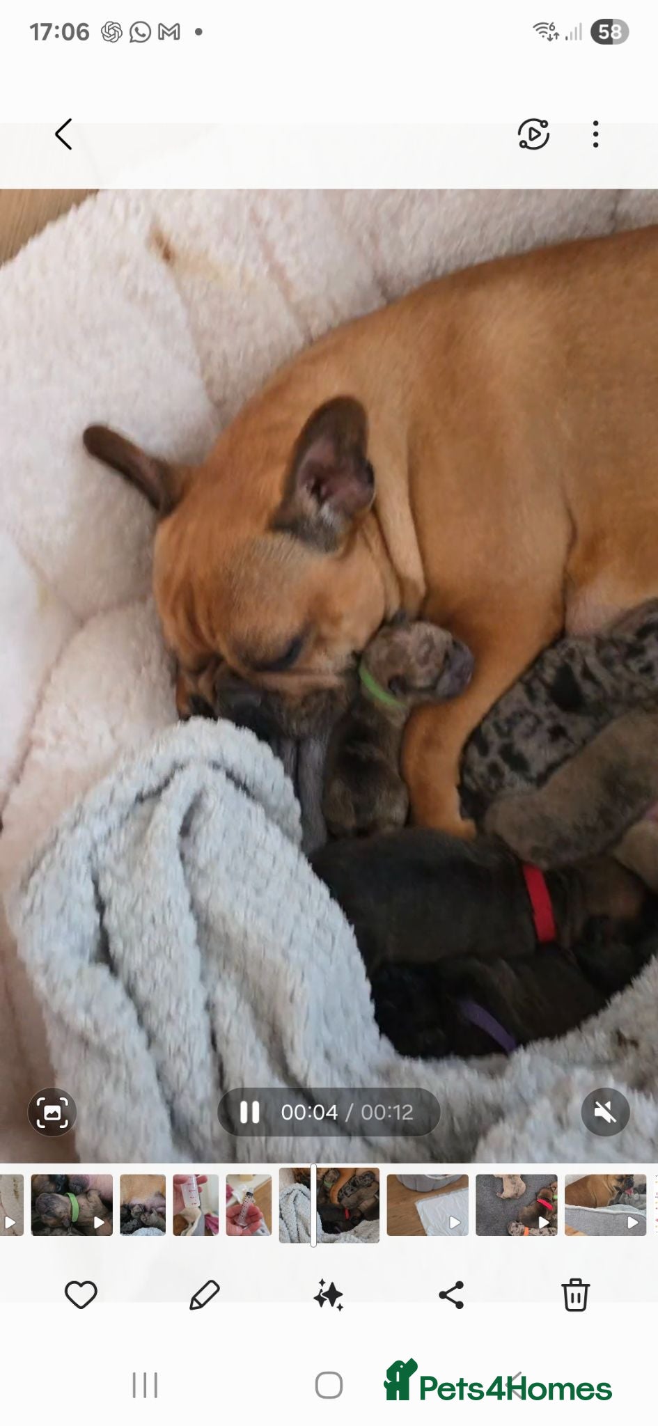 French Bulldog dogs "Last French Bulldog Puppy Available – Ready Now - Advert 3