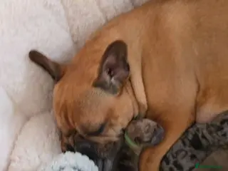 French Bulldog dogs "Last French Bulldog Puppy Available – Ready Now - Advert 4