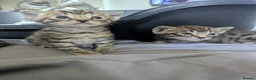 Bengal cats for sale: 😻😻 Beautiful Bengal Cross Kittens For Sale 😻😻 - Advert 32