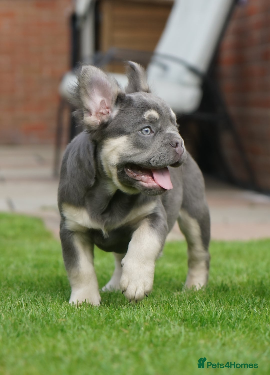 French Bulldog dogs for sale: Exceptional KC Fluffy French Bulldog Puppies - Image 6