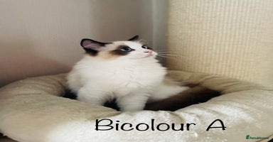 Ragdoll cats - Advert 4