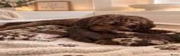 Cavapoo dogs for sale:  Exceptional F1b Cavapoo Puppies  - Advert 1