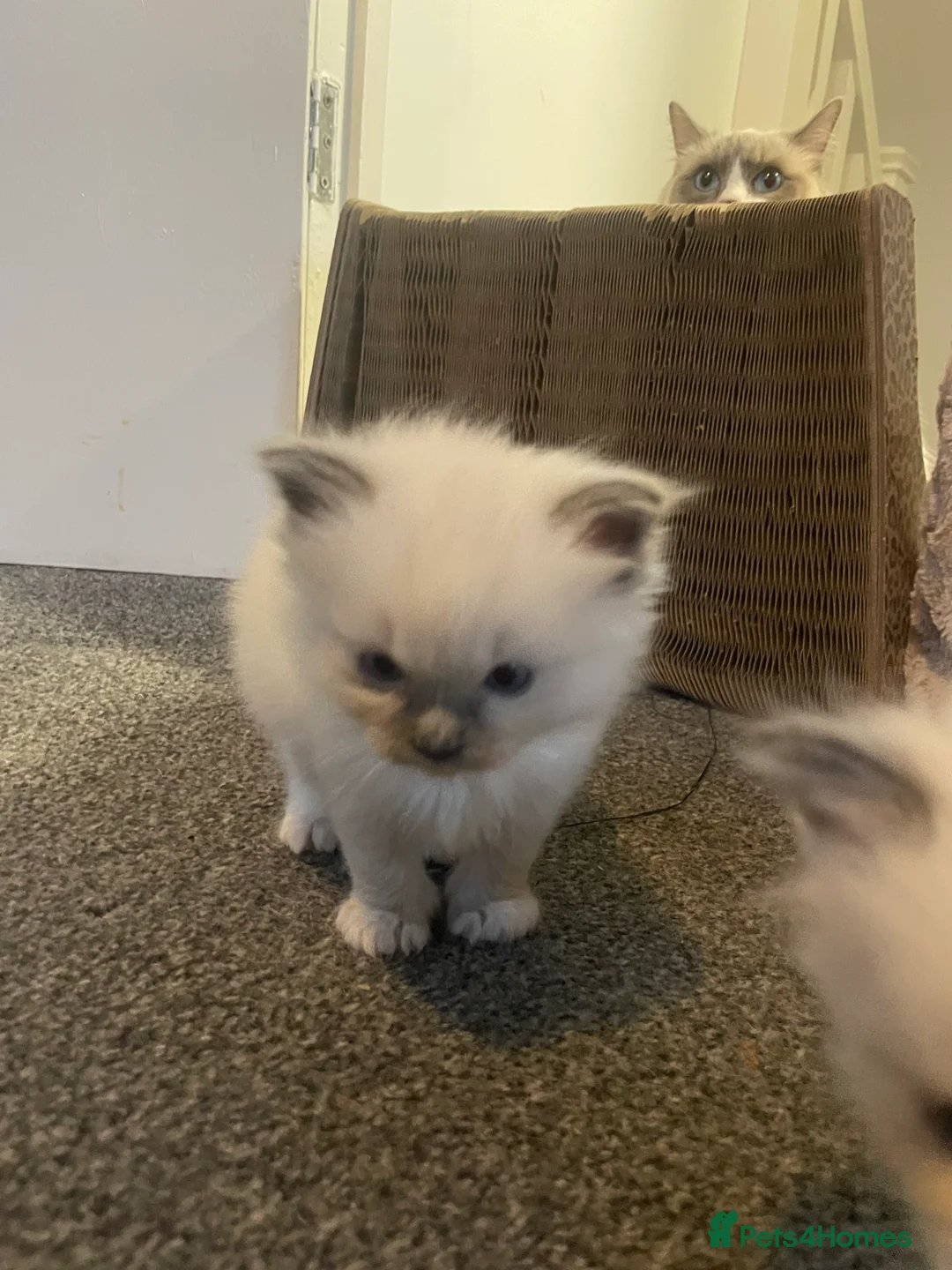 Ragdoll cats for sale: 2 female ragdolls for sale  - Advert 6