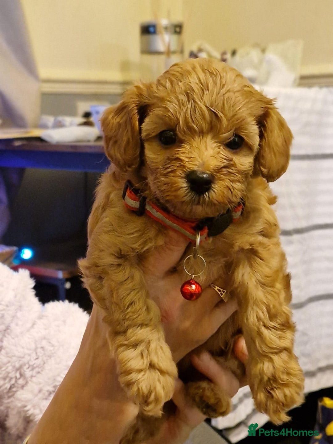 Cavapoo dogs for sale: Kavapoo - Advert 2