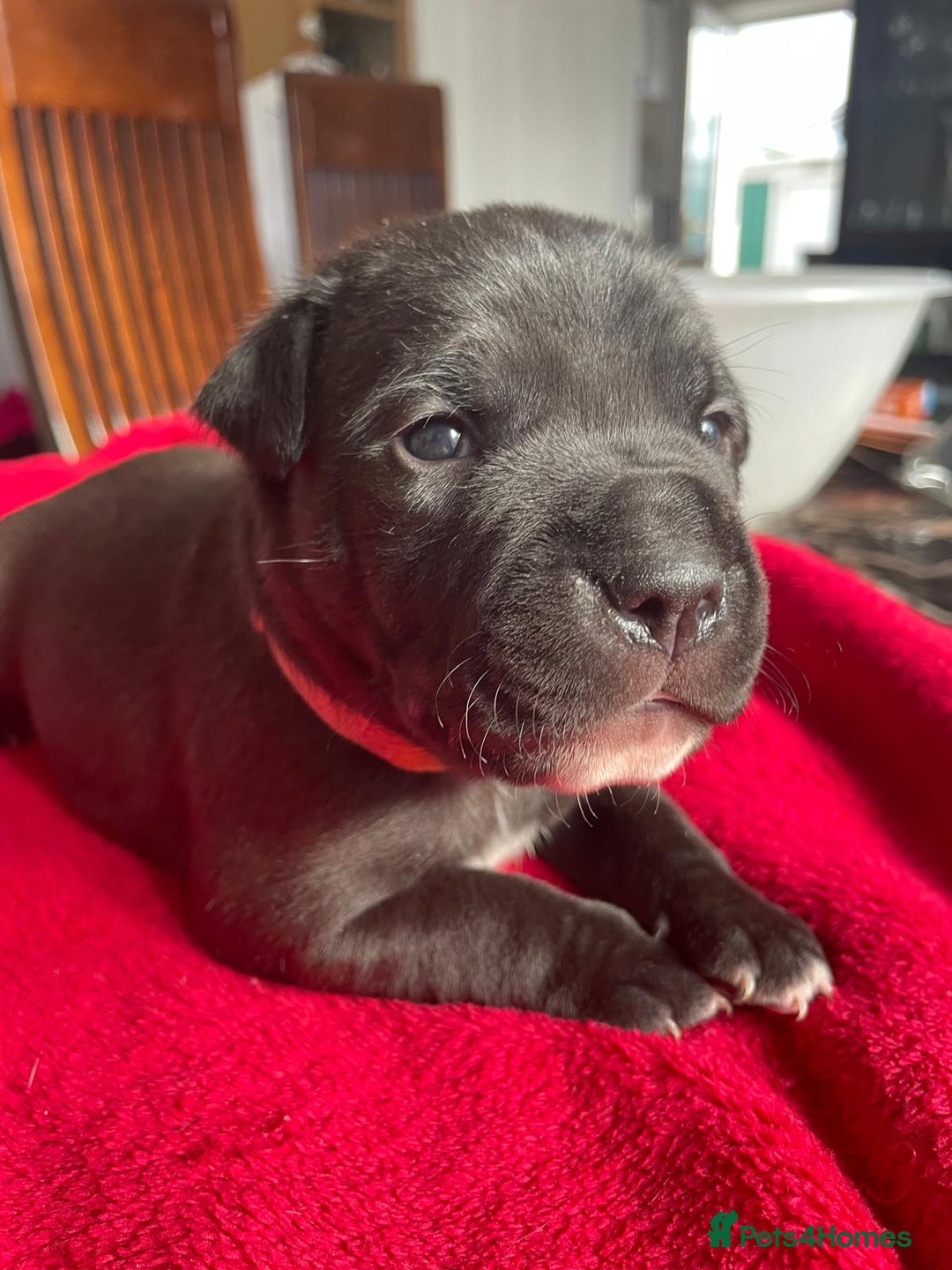 Staffordshire Bull Terrier dogs for sale: Mariusz  - Image 10