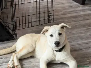 Mixed Breed dogs Sweet Stanley 3 Month Shepherd Husky Puppy 💙 - Advert 1