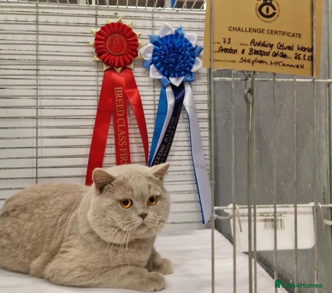 British Shorthair cats for sale: GCCF British Shorthair Kittens – Champion Lines - Image 7