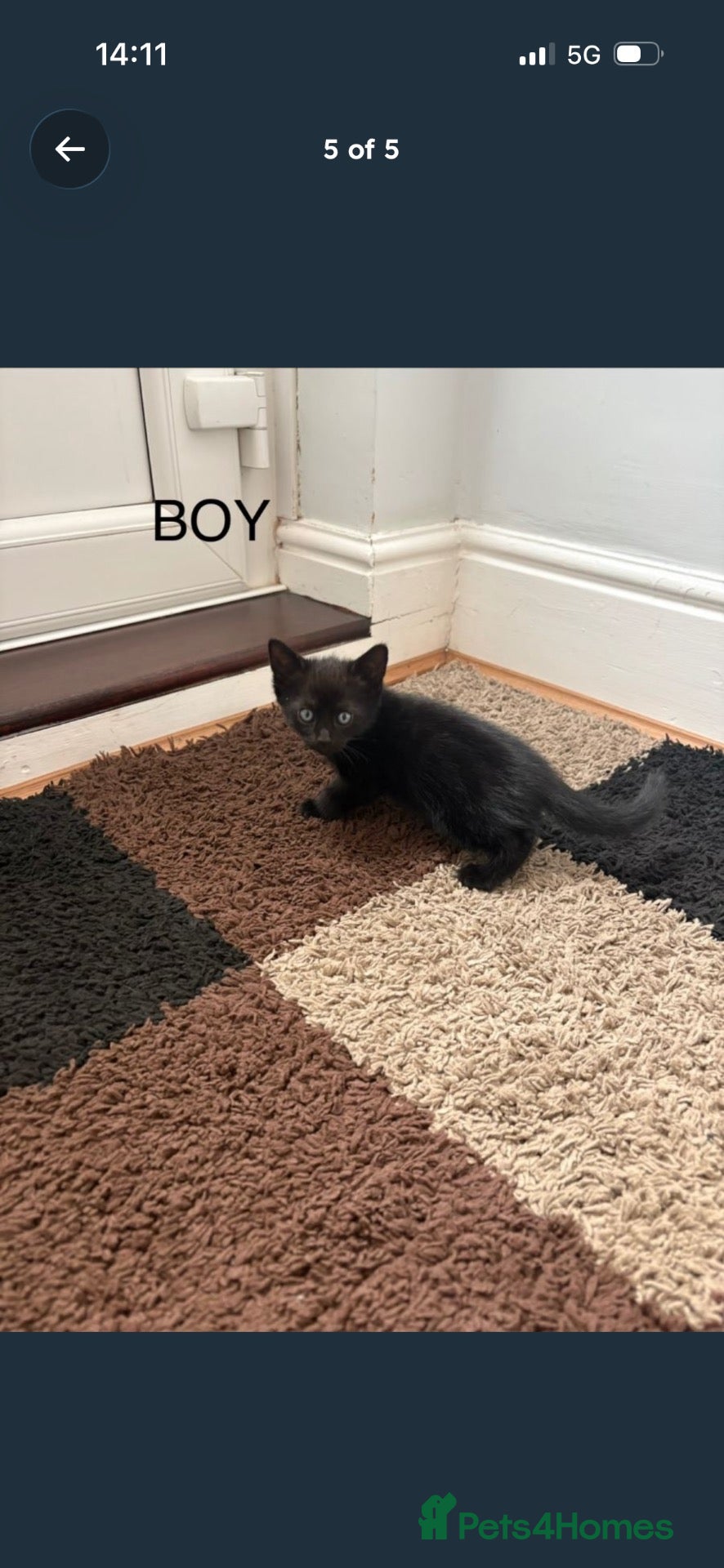 Mixed Breed cats Only 1 kitten left - Advert 10