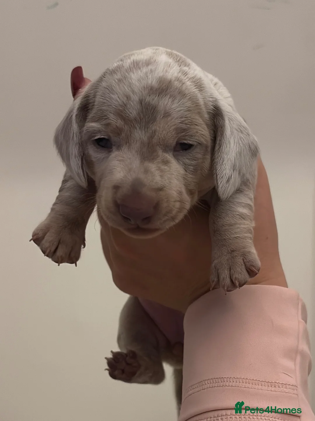 Miniature Dachshund dogs for sale: KC REGISTERED CHAMPION MINATURE DACHSHUND PUPPIES  in West Bromwich - Advert 2