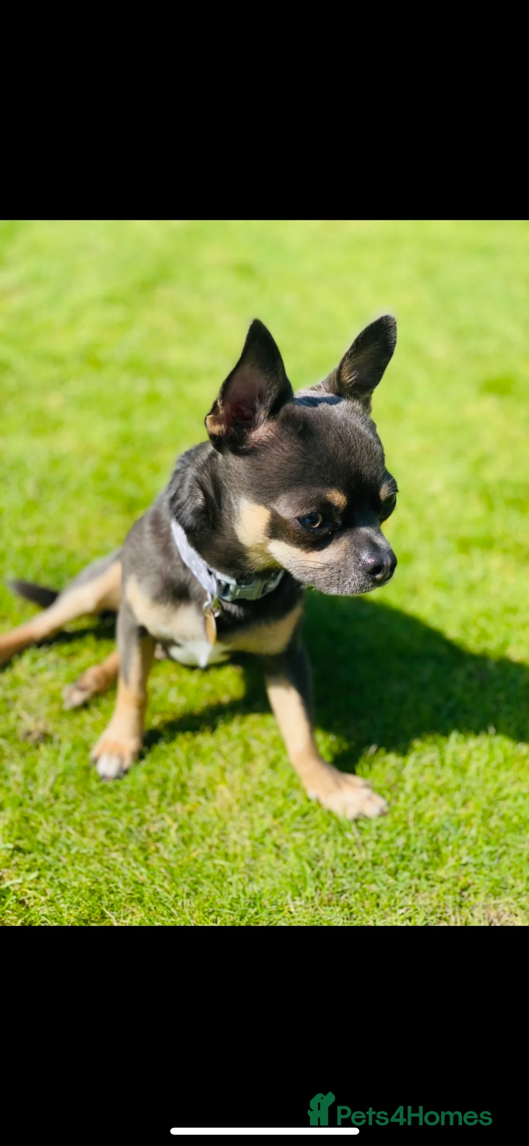 Chihuahua dogs for stud: Small chihuahua stud only not for sale proven  in Bury Saint Edmunds - Advert 1