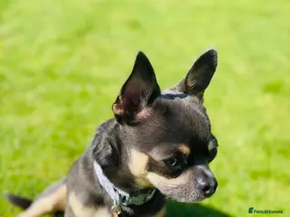 Chihuahua dogs Small chihuahua stud only not for sale proven in Bury Saint Edmunds - Advert 16