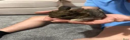 Lionhead rabbits for sale: Baby rabbits for sale - Advert 3
