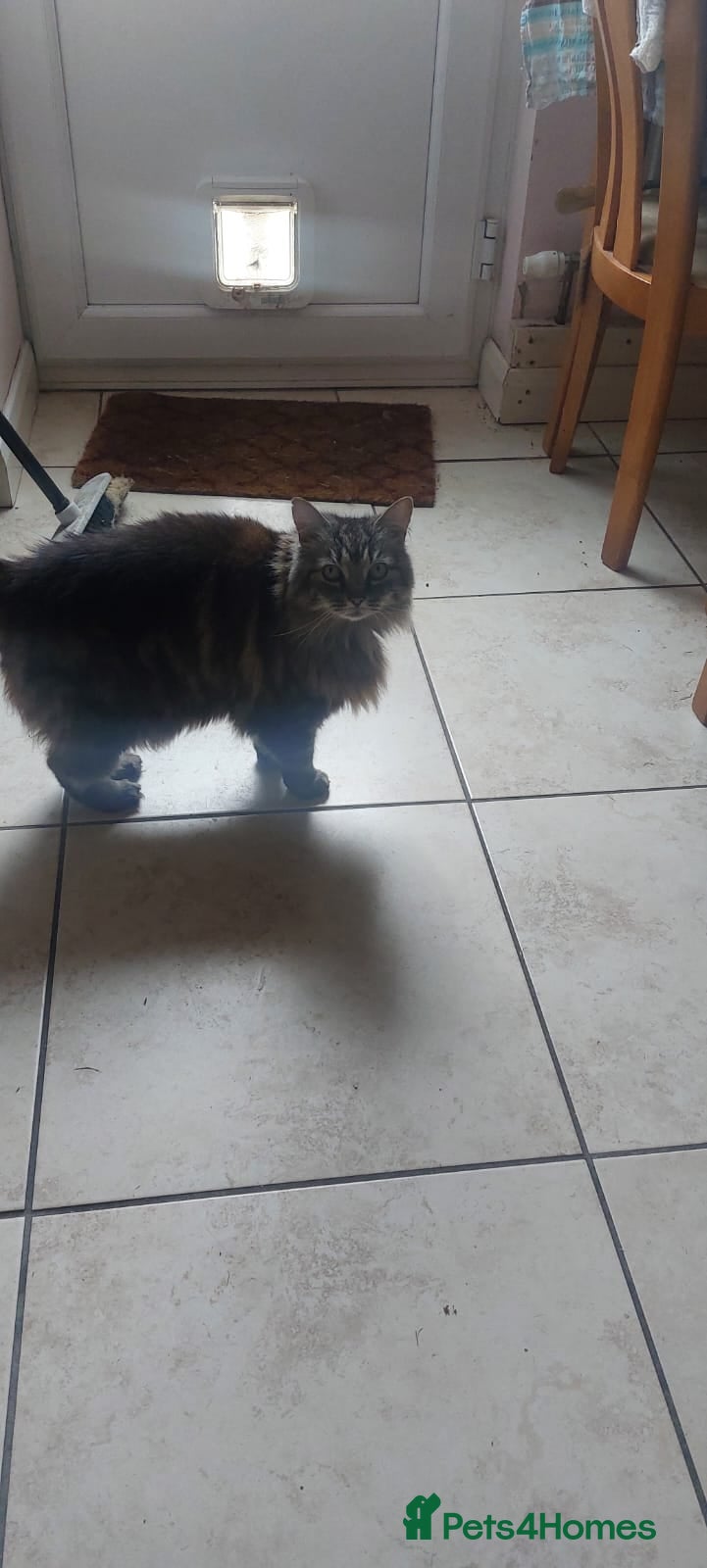 Domestic Shorthair cats 3 domestic cats - Advert 16