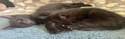 Mixed Breed cats for sale: 🐾 6 LOVELY, FRIENDLY KITTENS – 5 BOYS & 1 GIRL 🐾 - Advert 13