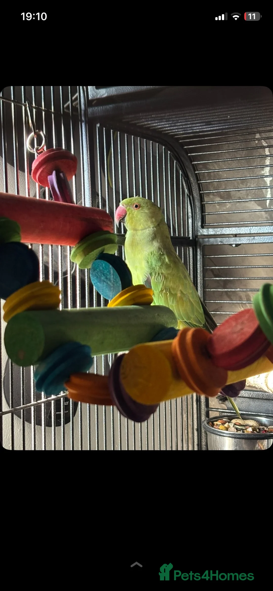 Ringnecks birds for sale: Ringneck parrot  in Lancaster - Advert 2