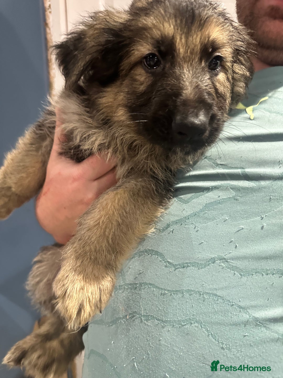 German Shepherd dogs for sale: German Shepherd puppies *Open to sensible offers* - Advert 21