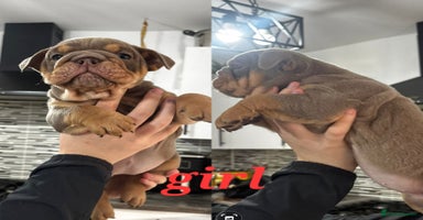 English Bulldog dogs - Advert 6