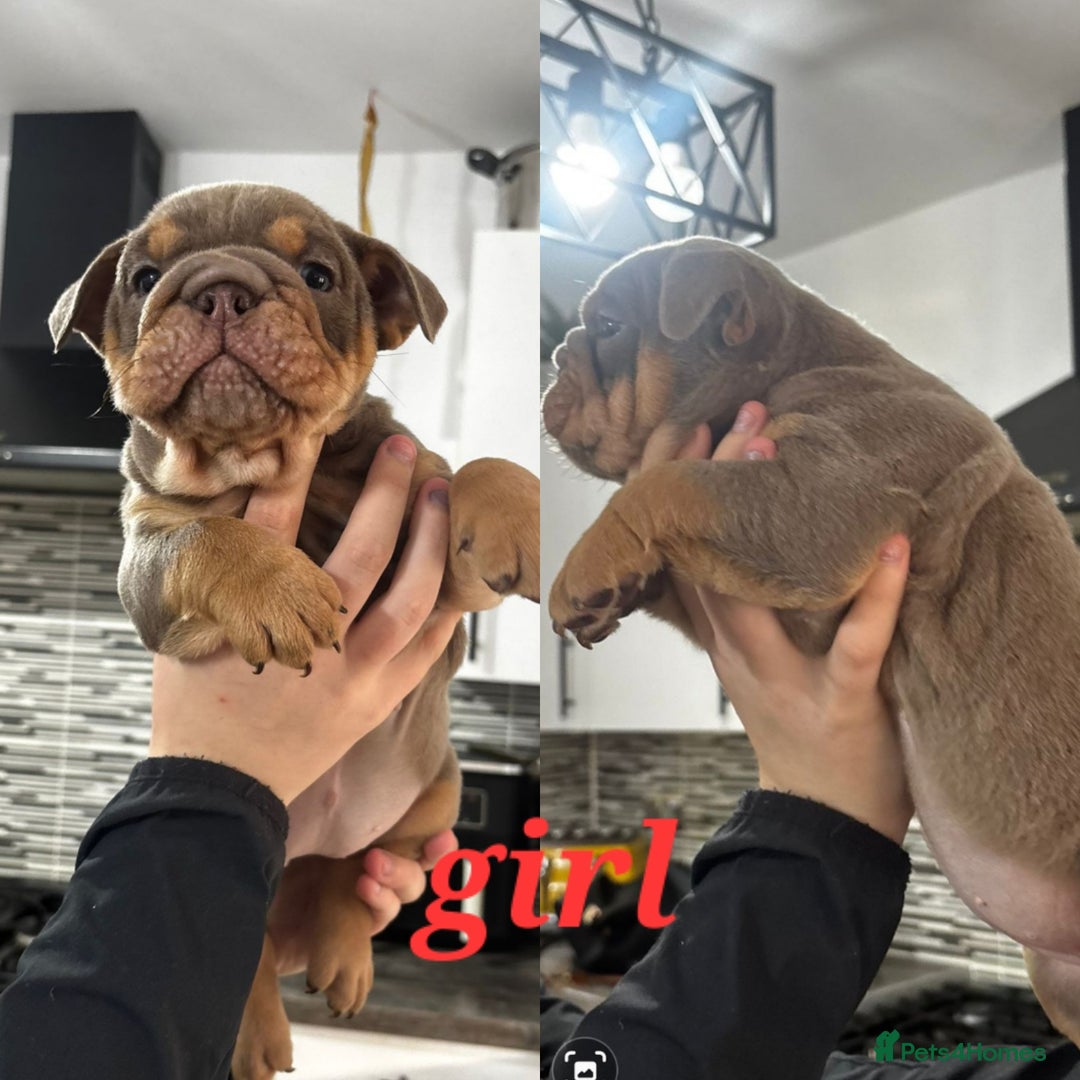 English Bulldog dogs for sale: Stunning bulldogs  - Image 2