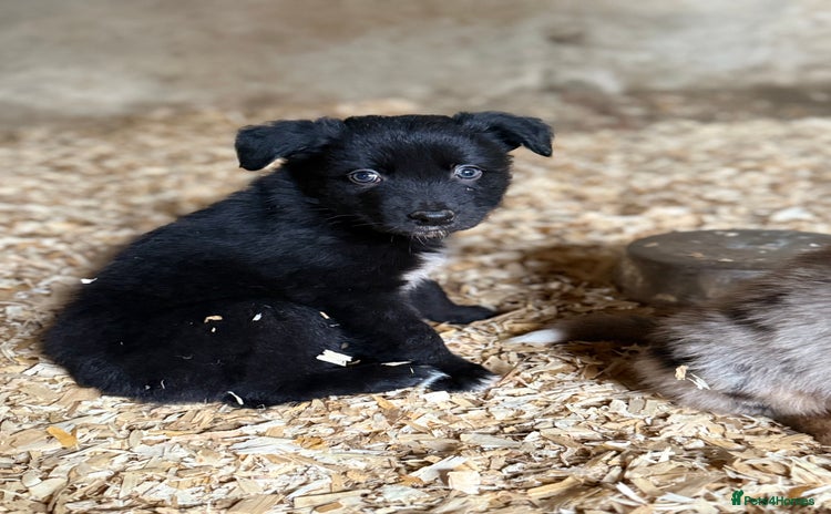 Border Collie dogs - Advert 2