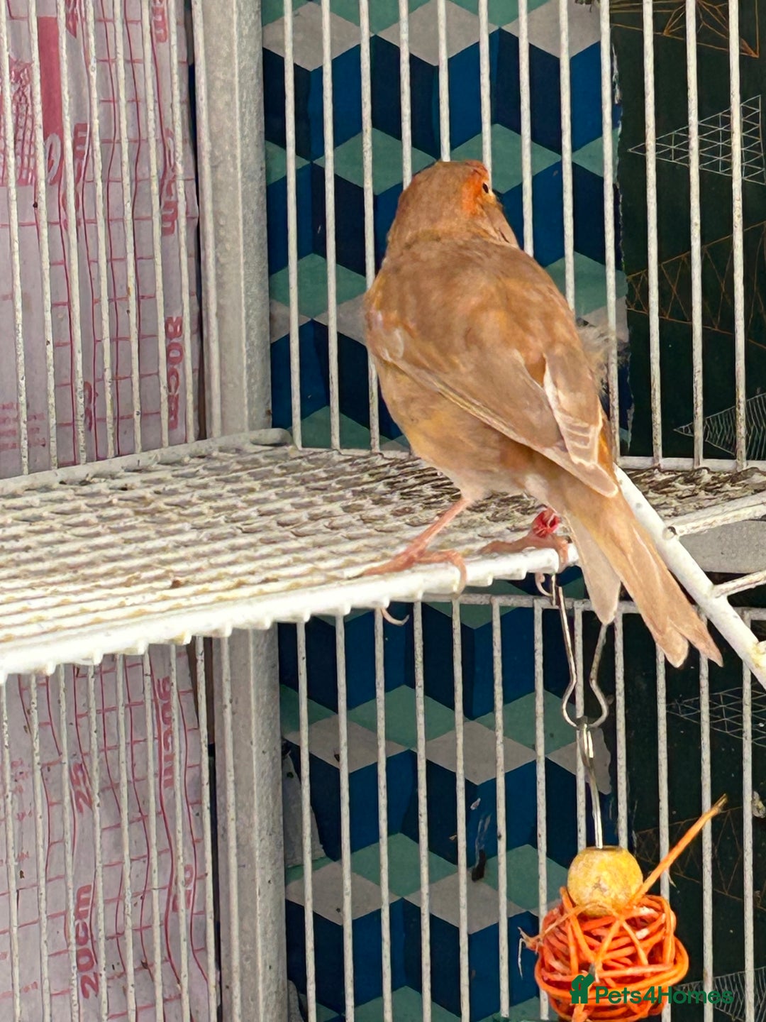 Canaries birds for sale: To sale :Canary &zebra finch  - Image 5