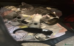 Mixed Breed cats for sale: 5 beautiful mixed breed kittens!! - Image 14