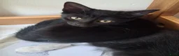 Mixed Breed cats for sale: Beautiful black and tuxedo kittens  - Advert 3