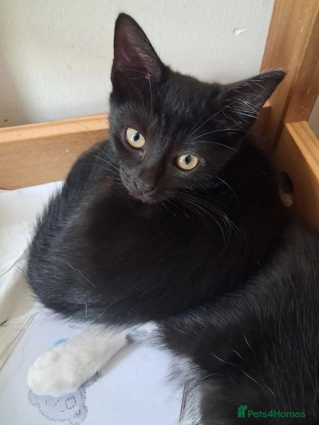 Mixed Breed cats for sale: Beautiful black and tuxedo kittens  - Advert 2