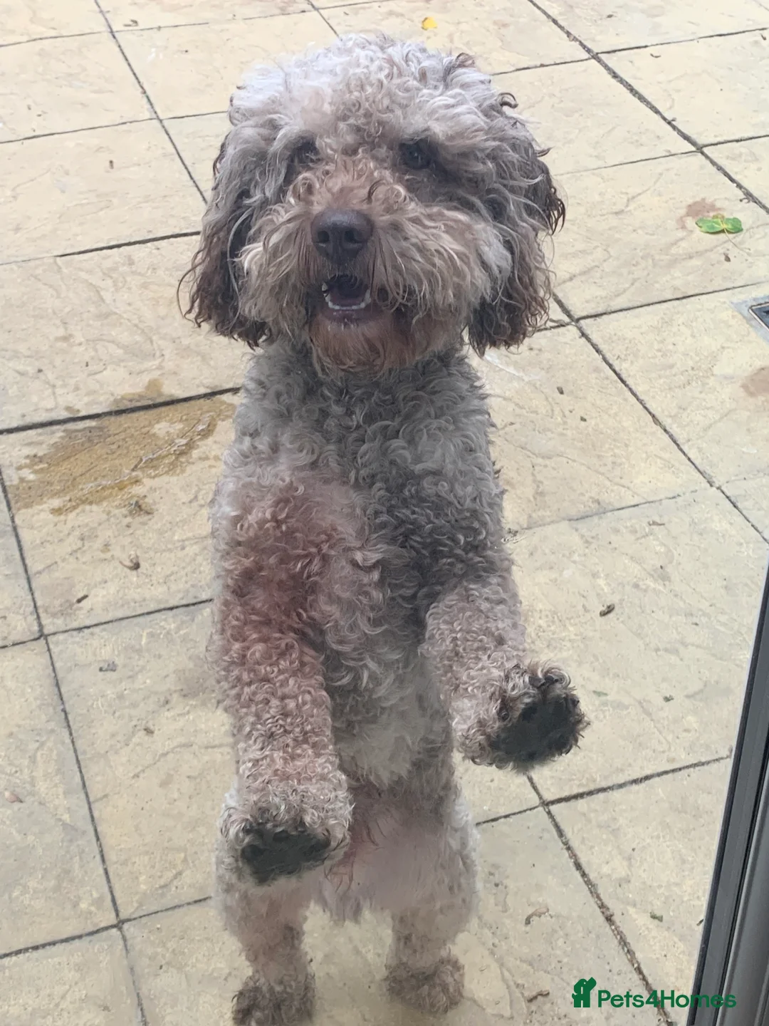 Cockapoo dogs for stud: MERLE F1b MINIATURE COCKAPOO at stud in Rowlands Gill - Advert 8