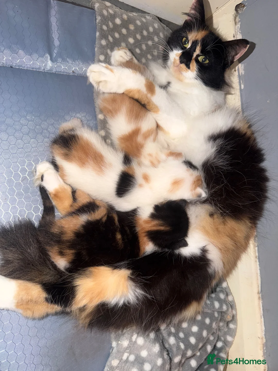 Mixed Breed cats for sale: Fluffy little kittens  - Advert 2