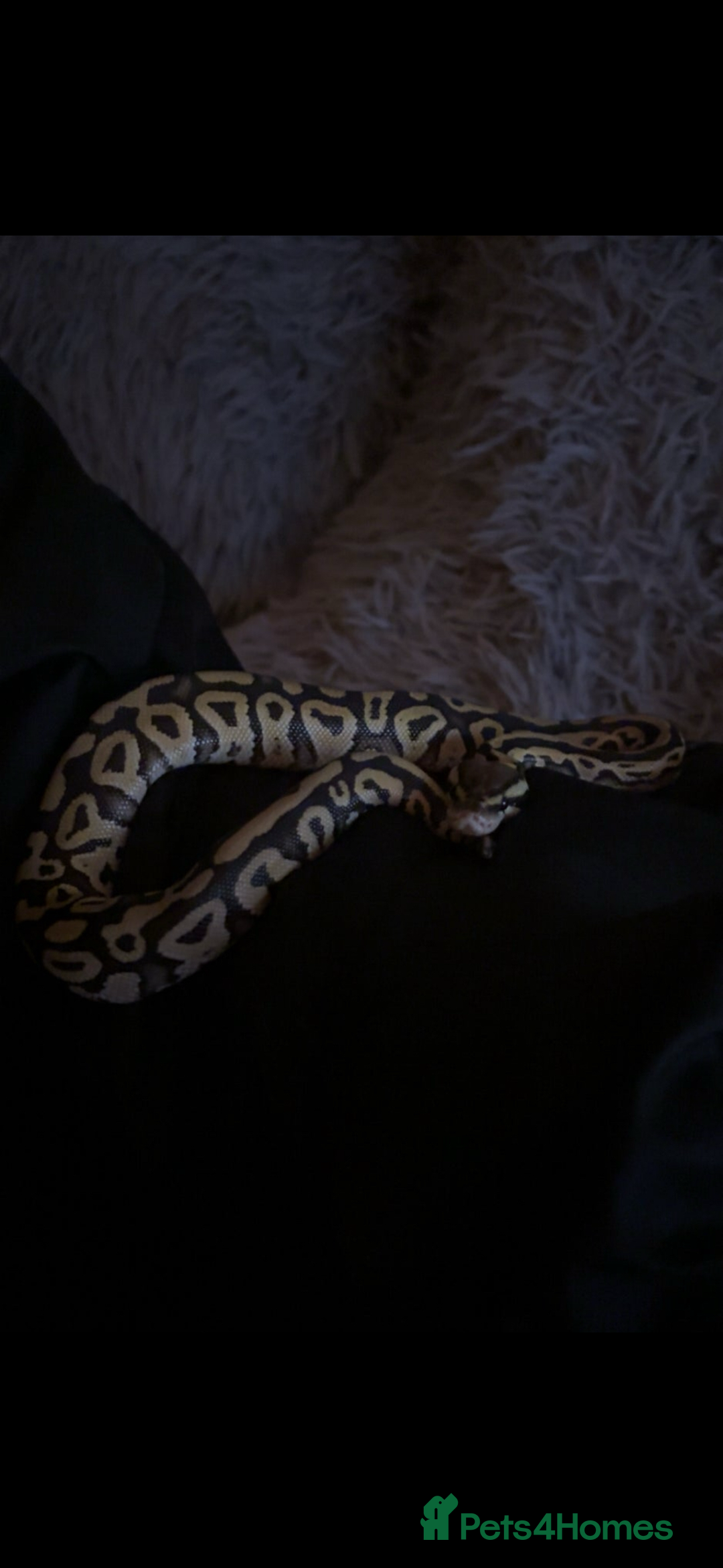 Python Snake reptiles for sale: Royal/Ball python x2 - Advert 4