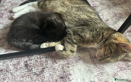 Mixed Breed cats for sale: Kittens - Image 9