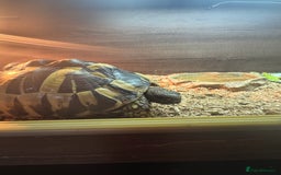 Hermann Tortoise reptiles for sale: Hermann’s with Full Setup (Certificate &Microchip) - Image 4