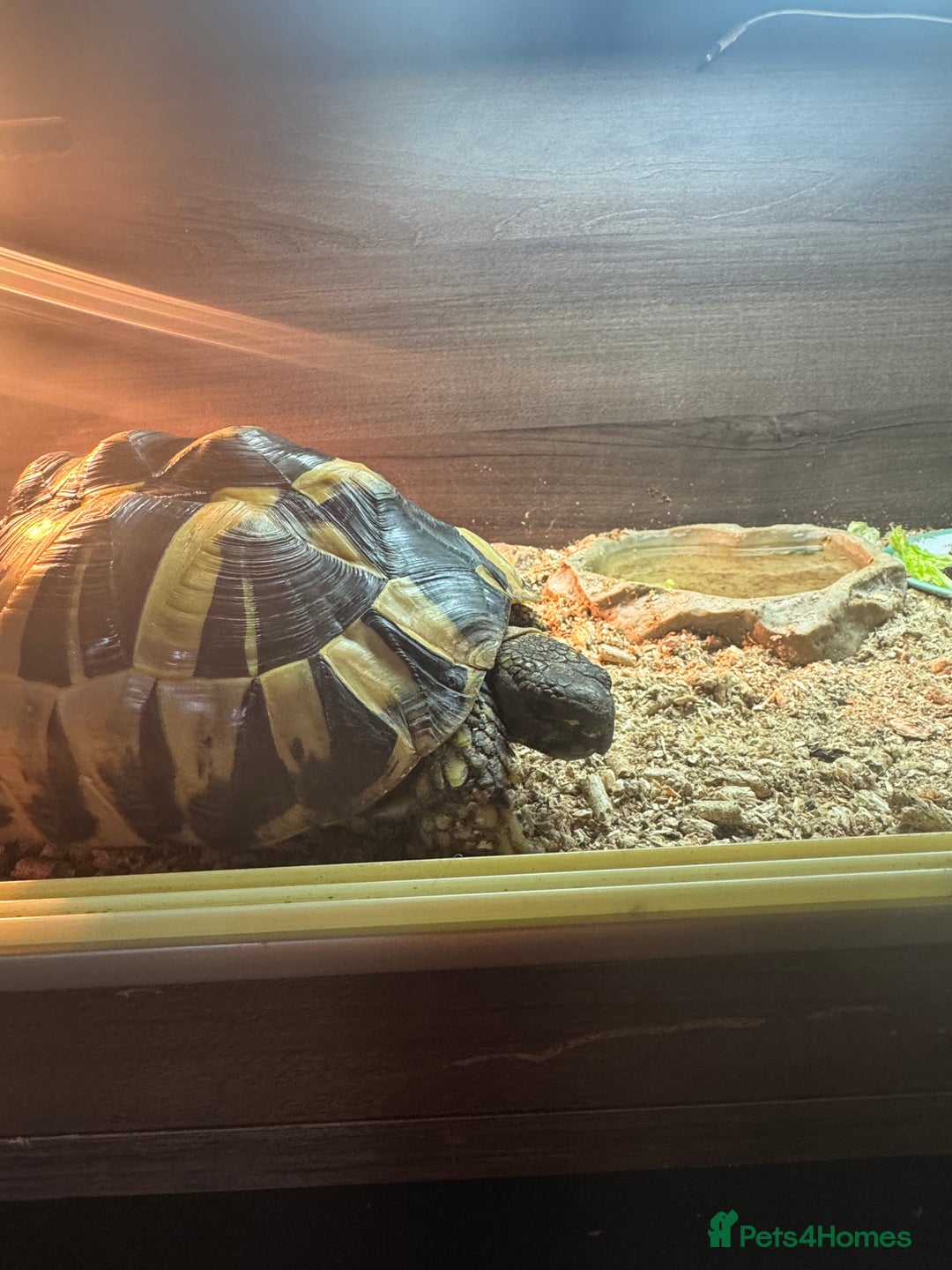 Hermann Tortoise reptiles for sale: Hermann’s with Full Setup (Certificate &Microchip) - Image 4