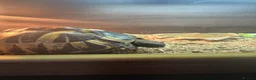 Hermann Tortoise reptiles for sale: Hermann’s with Full Setup (Certificate &Microchip) - Advert 8