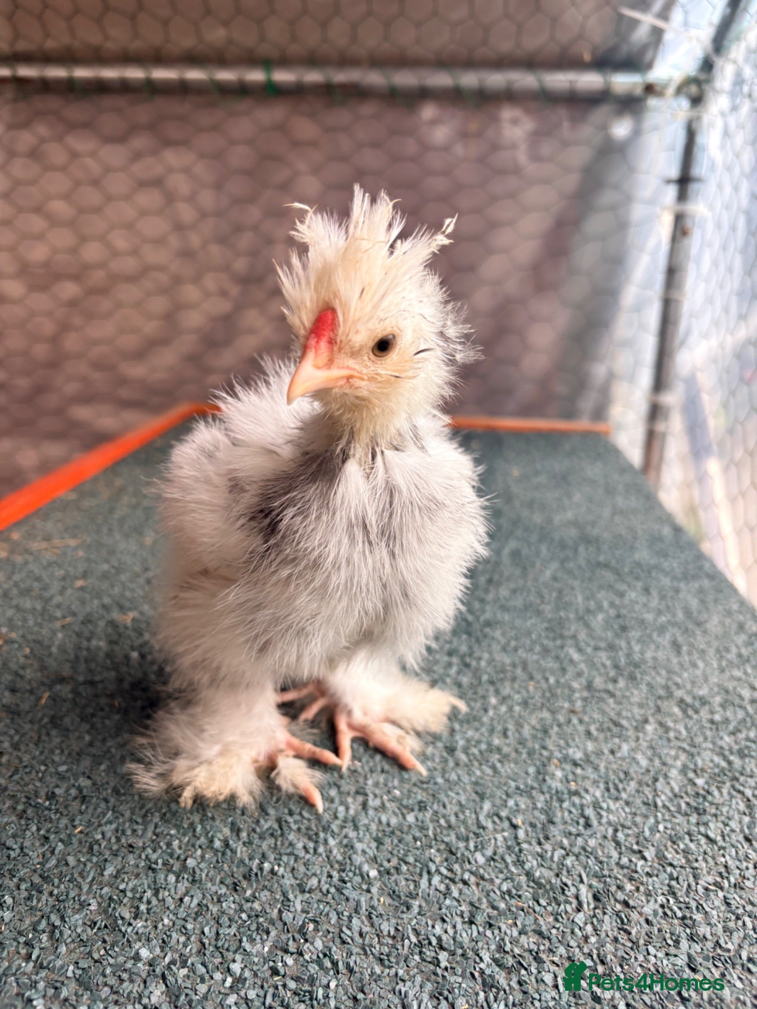 Chickens poultry USA Bantam Silkie for sale  - Advert 1