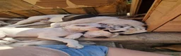 Mixed Breed dogs for sale: Loving Staffy x American Bulldog Pups - Ready Now  - Advert 1