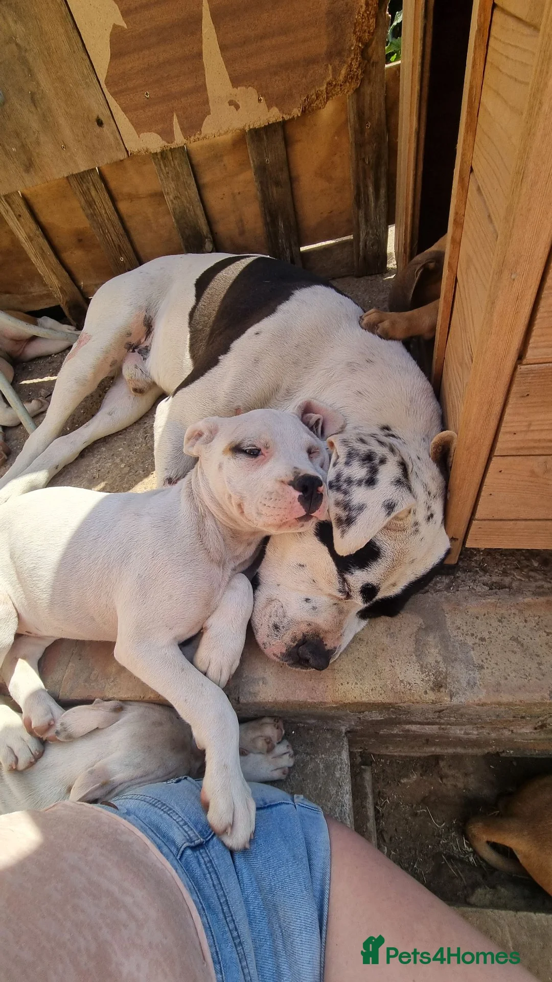 Mixed Breed dogs for sale: Loving Staffy x American Bulldog Pups - Ready Now  - Advert 1