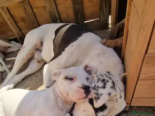 Mixed Breed dogs Loving Staffy x American Bulldog Pups - Ready Now - Advert 1