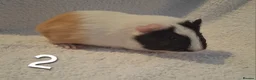 Guinea Pig rodents for sale: Beautiful Baby guineas ready now ♥️ - Advert 1