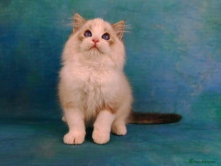 Ragdoll cats ❤️LAST BOYS❤️ CHAMPION KITTENS RAGDOLL - Advert 3