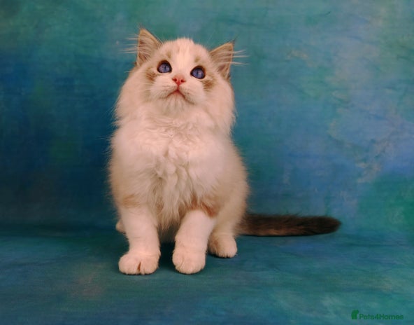 Ragdoll cats ❤️LAST BOYS❤️ CHAMPION KITTENS RAGDOLL - Advert 3